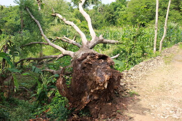 Chunks of Acidic Wood Collapsed by Strong Winds