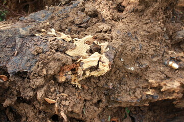 Chunks of Acidic Wood Collapsed by Strong Winds