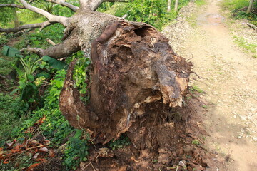 Chunks of Acidic Wood Collapsed by Strong Winds