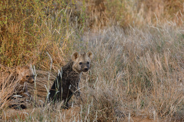 baby hyenas in the savanah