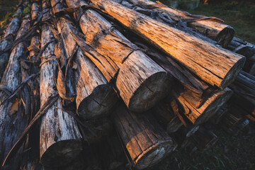 Closeup of group of round wooden logs outside on the ground cut up ready for fire during sunset with no people around