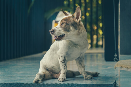 Strassenhunde von Koh Chang