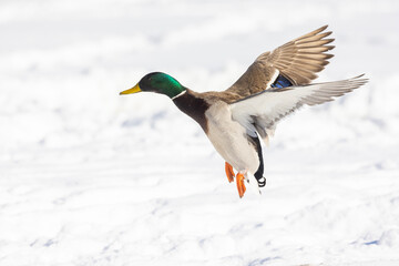  Drake mallard or wild duck (Anas platyrhynchos) flying in winter