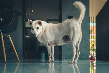Strassenhunde von Koh Chang