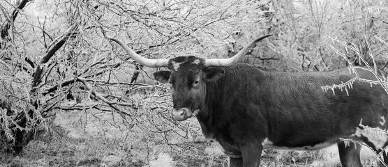 Texas longhorn cow in Texas ice weather in black and white during winter season on ranch.