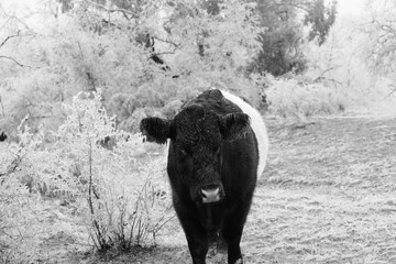 Belted galloway steer cow in black and white during winter ice on Texas farm.