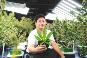 Cannabis farmer cutting cannabis plant in curative indoor cannabis farm for production and extraction of medical cannabis products, checking hemp crop in a greenhouse, herbal alternative medicine