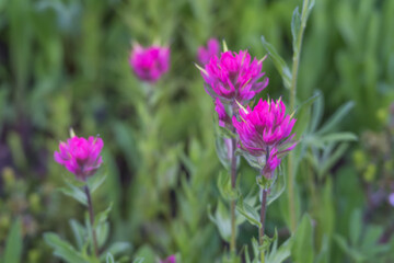 Obraz premium Group of Scarlet Paintbrush Flowers