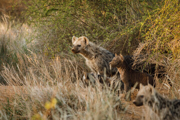 baby hyenas in the savanah