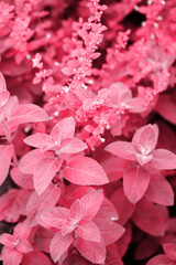 mint n the garden, toned in pink