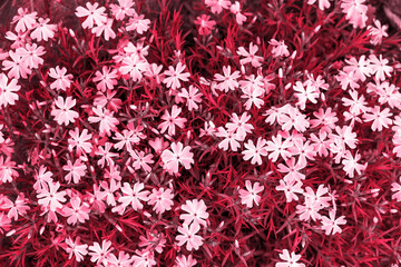Blooming phlox awl, toned in pink