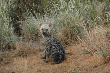 baby hyenas in the savanah