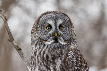  great grey owl (Strix nebulosa) in winter
