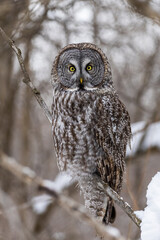  great grey owl (Strix nebulosa) in winter