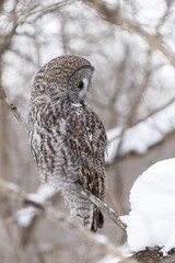  great grey owl (Strix nebulosa) in winter