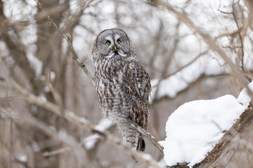  great grey owl (Strix nebulosa) in winter