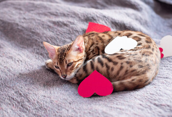 St Valentines Day romantic photo with bengal cat and red hearts, lovely kitten laying on wooly cover