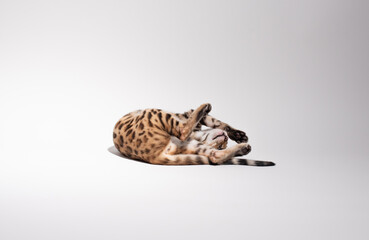 Portrait of bengal kitten on white background, studio shooting . Photo of playful kitten