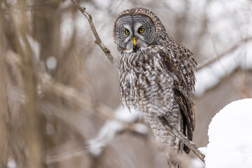  great grey owl (Strix nebulosa) in winter