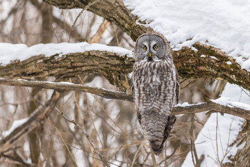  great grey owl (Strix nebulosa) in winter