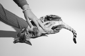 Bengal kitten plays with hand on black background, black and white studio shooting