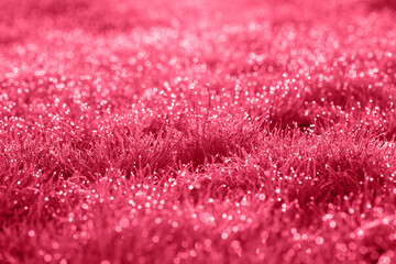 Lush grass in the sunshine,Toned in pink