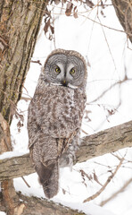  great grey owl (Strix nebulosa) in winter