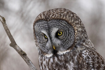  great grey owl (Strix nebulosa) in winter