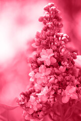 terry lilac, toned in pink