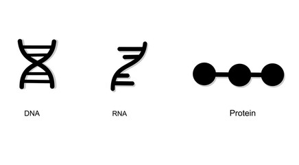 The molecular biology icon of DNA RNA and protein in black color concept for science content, poster, banner and other.