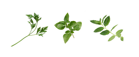 Parsley, basil, mint. Isolated. Herbs collection on white or transparent background. Fresh, ready to be cooked.