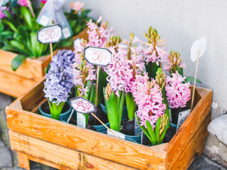Blooming pink and lilac hyacinths orientalis in a wooden eco-friendly box with a price tag - 50