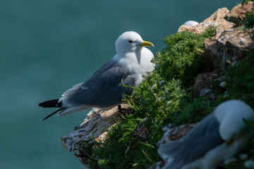 Kittiwake standing on the cliff edge at Bempton in east Yorkshire, UK