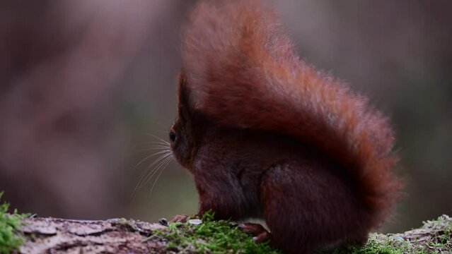 Red squirrel searches for food on dead wood and looks attentively with a jay in the background, european red squirrel, december, north rhine westphalia, (sciurus vulgaris), germany