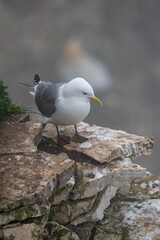 Kittiwake standing on the cliff edge at Bempton in east Yorkshire, UK