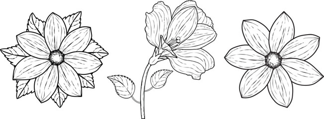 flowers drawing and sketch with line art. Trendy botanical elements. For invitations and valentines, hibiscus
