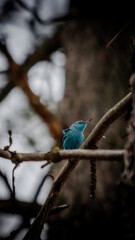 blue bird watching the trees. fall time. snowing outside