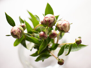 Pfingstrosen Frühling Strauß Vase 