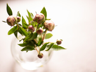 Pfingstrosen Frühling Strauß Vase 