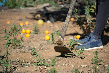 Utensilios de trabajo en el huerto. Agricultura.