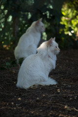 Gatos  blancos en plena naturaleza