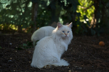 Fototapeta premium Gatos blancos en plena naturaleza