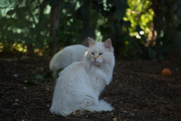 Gatos  blancos en plena naturaleza