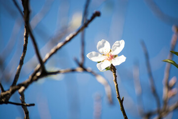 Flor del almendro en plena floración. 