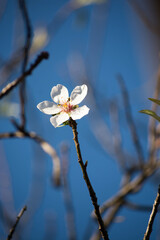 Flor del almendro en plena floración. 