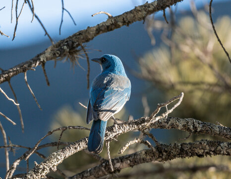 Chara azul pecho gris de espalda sobre un &aacute;rbol en la monta&ntilde;a