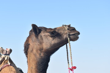 portrait of a camel