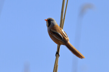 standing on reeds Panurus biarmicus
