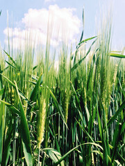 ears of rye in spring