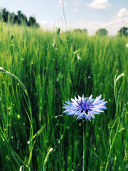 Cornflower flower in green grass in summer